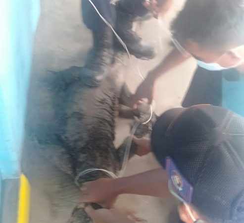 Evakuasi Biawak di jl. Siswa RT.17 Kel. Tungkal IV Kota