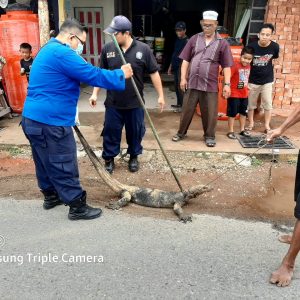 Evakuasi Biawak di Jl. Siswa Ujung Rt.18