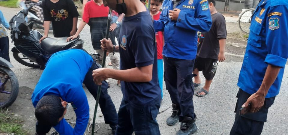 Evakuasi Biawak di Jl. Andalas Rt. 12 Kel. Tungkal IV Kota